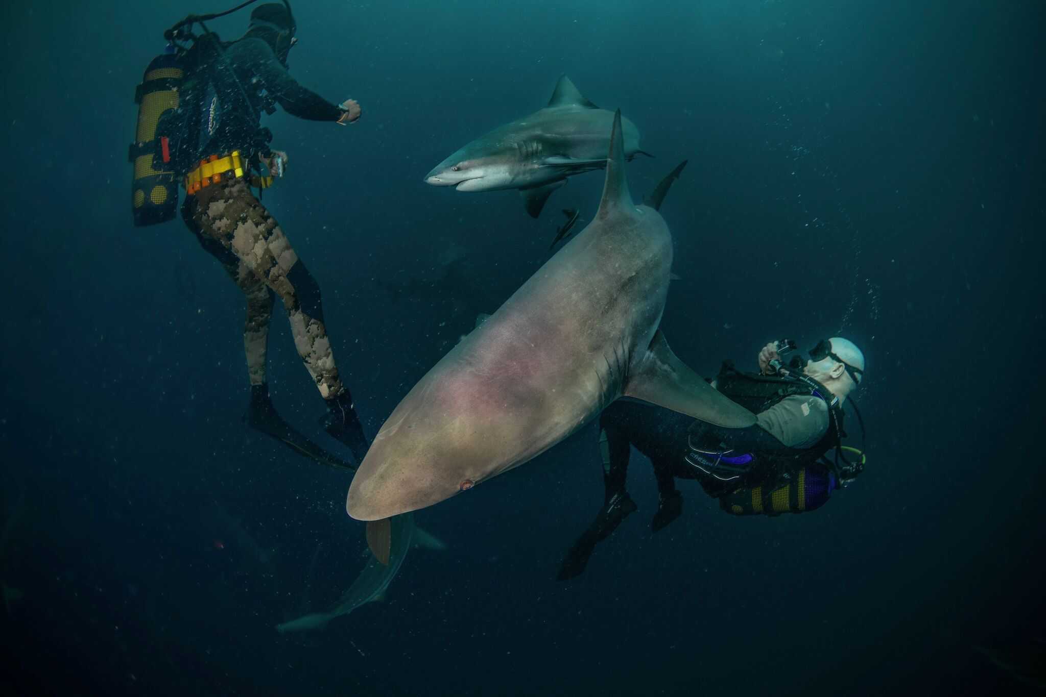 Diver swimming near a bull shark at Protea Banks