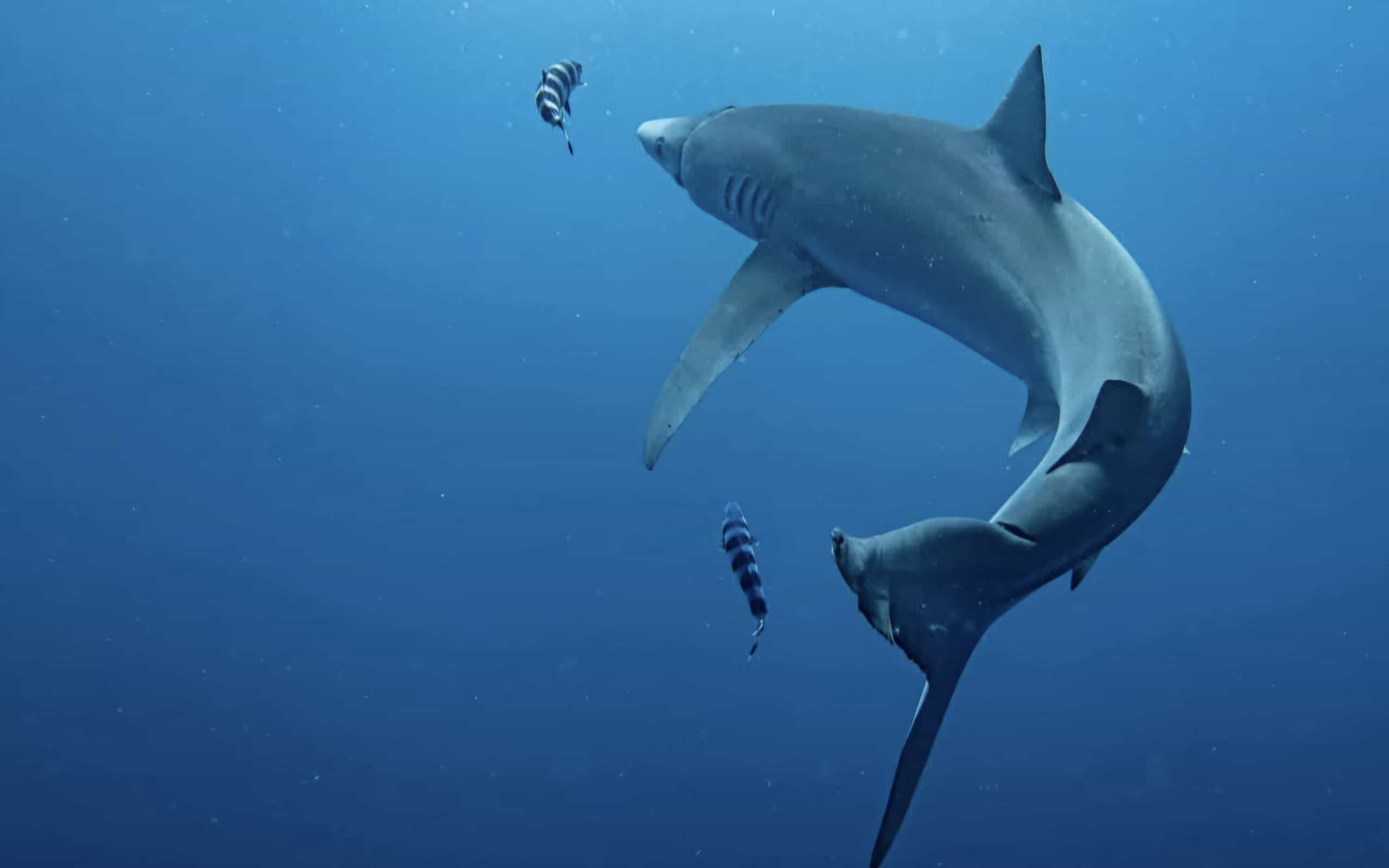 Bull shark encounter at Protea Banks