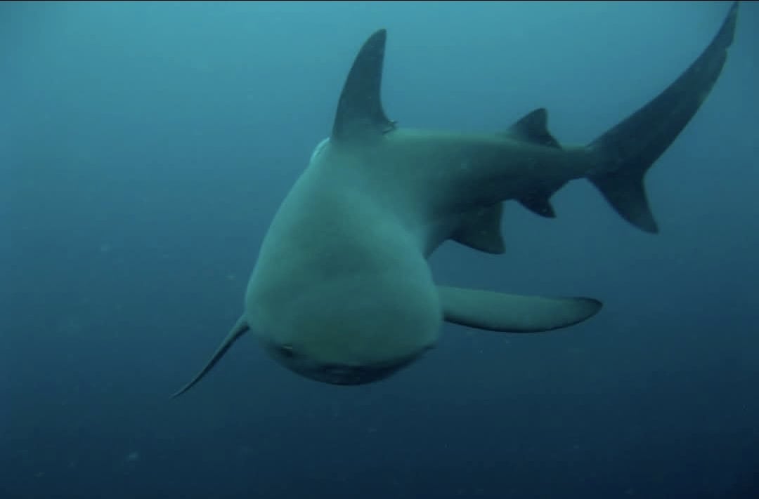 Shark diving at Protea Banks