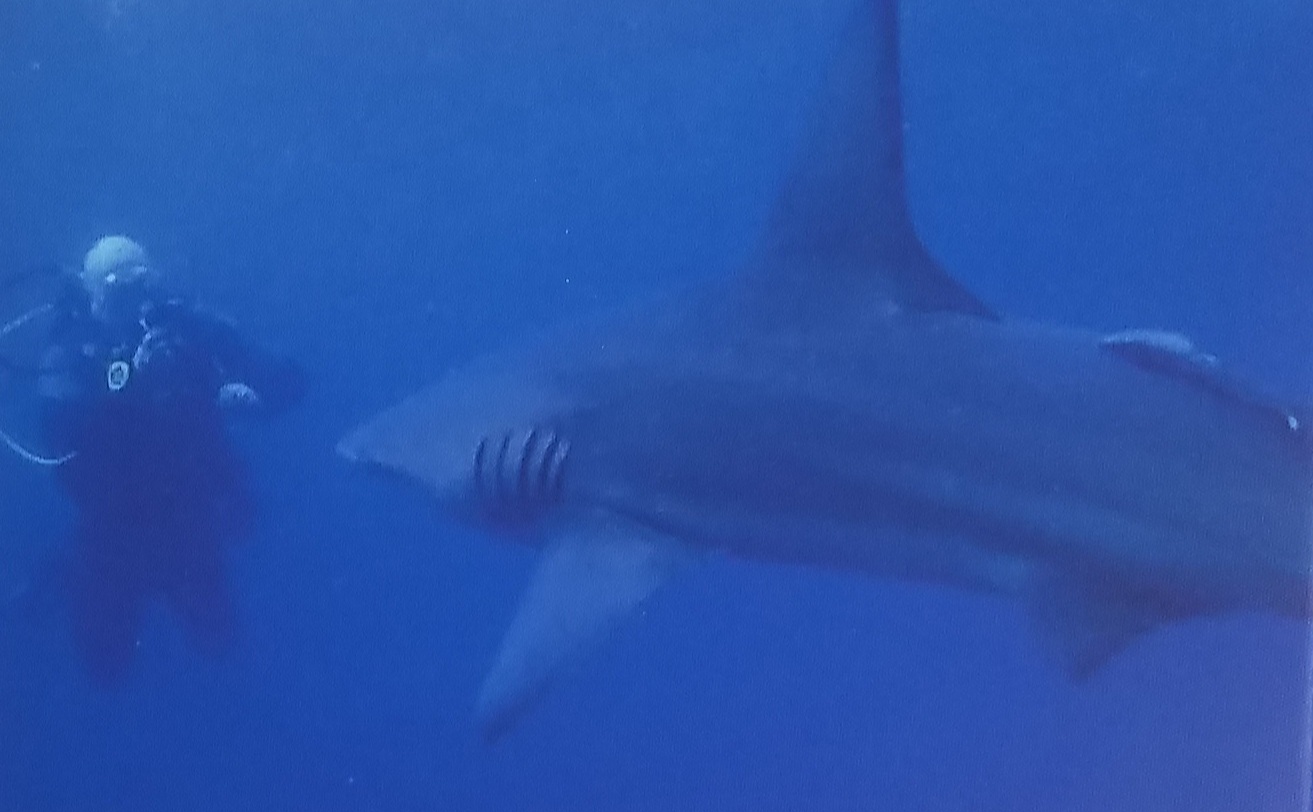 Diver observing a blacktip shark in blue water