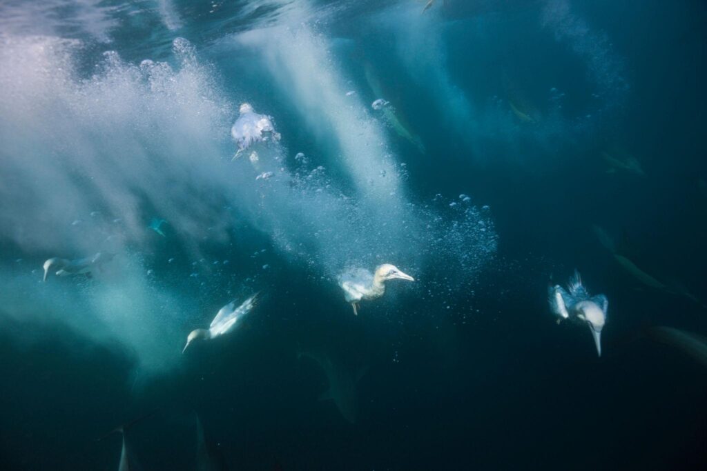 5 Cape gannets diving during the Sardine Run and bait fish below