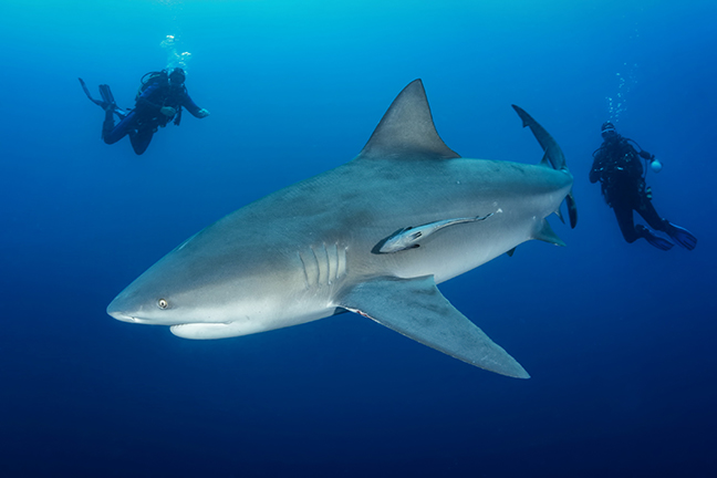 Use oxygen exposure calculator to dive with sharks Protea Banks